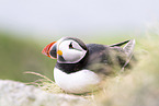 Atlantic puffin
