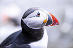 Atlantic puffin
