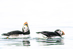 Atlantic puffin
