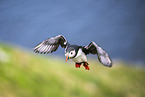 Atlantic puffin