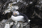 Atlantic puffin