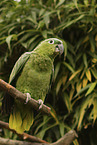 Amazon Parrot
