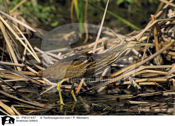 American bittern / PW-01447