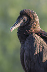 American black vulture