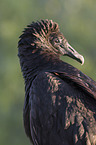 American black vulture