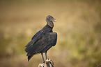 American Black Vulture