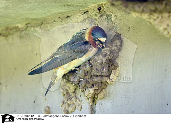 American cliff swallow / JR-06442