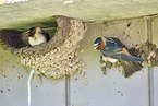 American cliff swallows