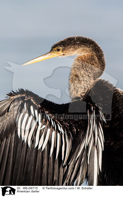 American darter / WS-06715