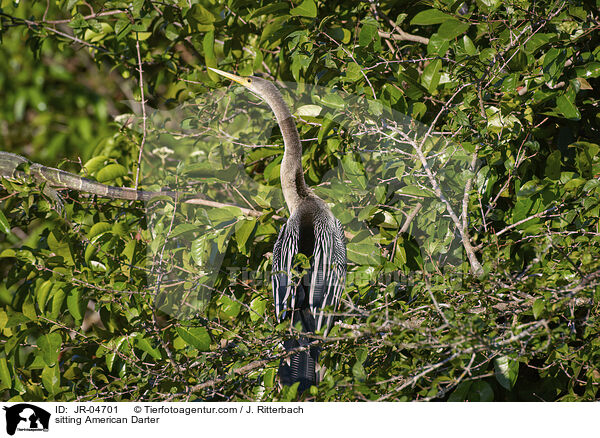 sitzender Amerikanischer Schlangenhalsvogel / sitting American Darter / JR-04701