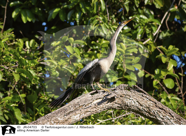 sitzender Amerikanischer Schlangenhalsvogel / sitting American Darter / JR-04703