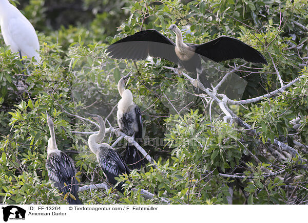 Amerikanischer Schlangenhalsvogel / American Darter / FF-13264