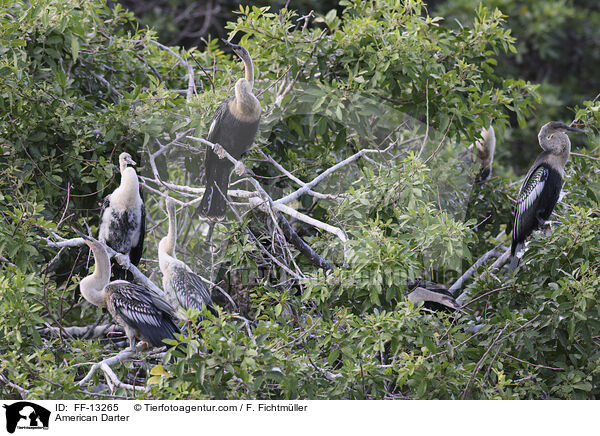 Amerikanischer Schlangenhalsvogel / American Darter / FF-13265