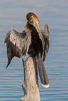 American darter