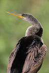 American darter