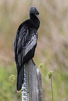 American darter