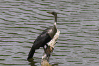 American Darter