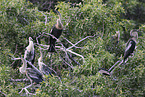 American Darter