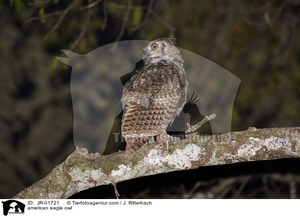 american eagle owl / JR-01721