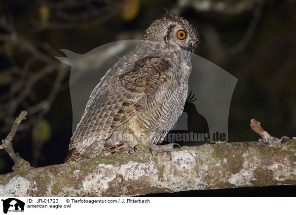 american eagle owl / JR-01723