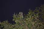 american eagle owl