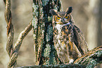 tiger owl