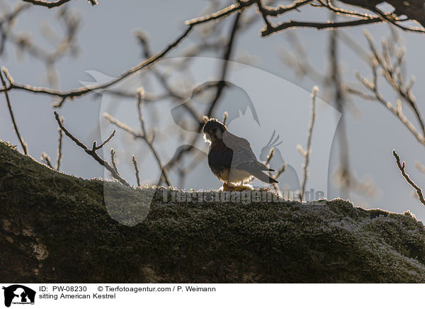 sitting American Kestrel / PW-08230