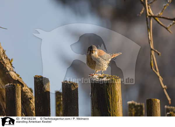 standing American Kestrel / PW-08234