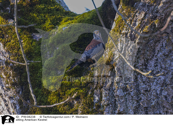 sitting American Kestrel / PW-08238