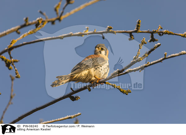 sitting American Kestrel / PW-08240