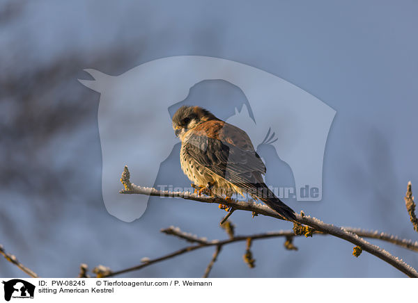 sitting American Kestrel / PW-08245