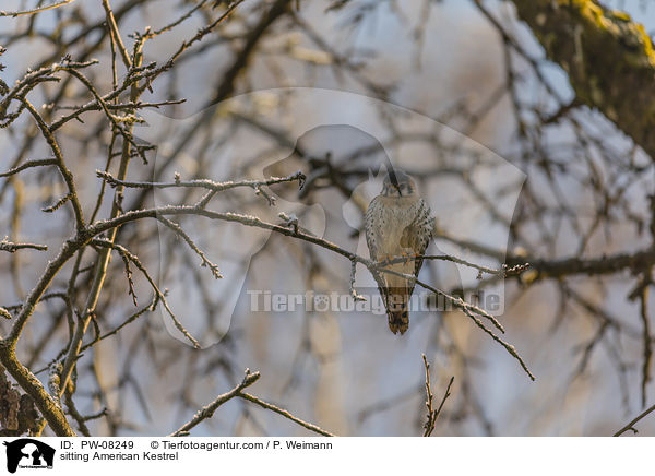sitting American Kestrel / PW-08249