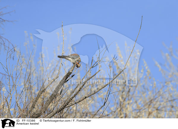 Buntfalke / American kestrel / FF-10386