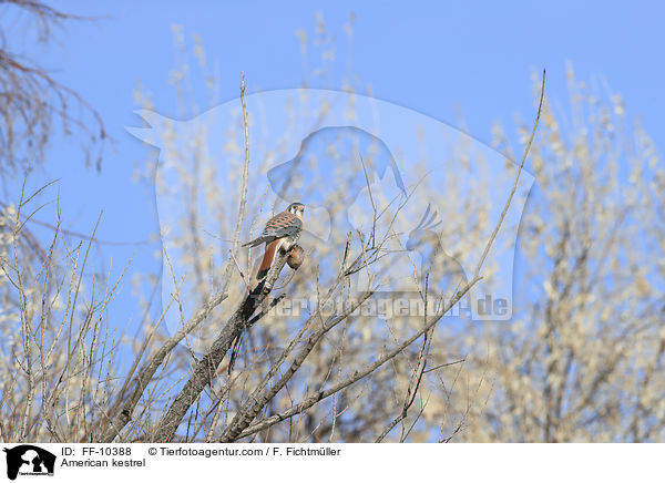 American kestrel / FF-10388