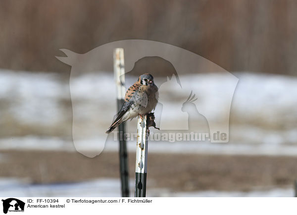 American kestrel / FF-10394