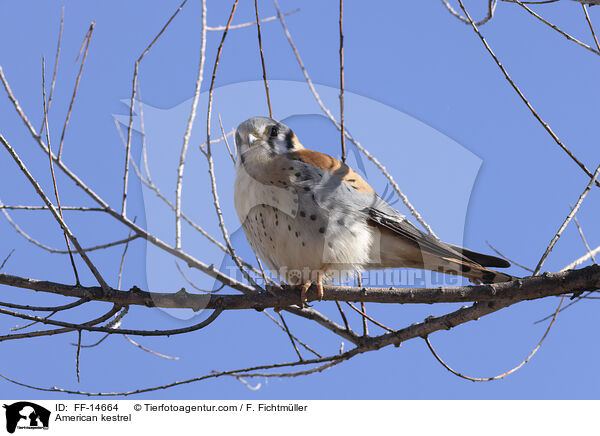 American kestrel / FF-14664
