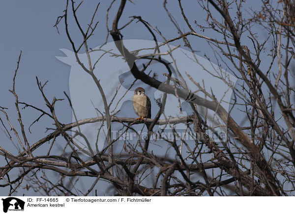 American kestrel / FF-14665