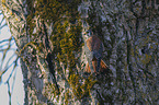 sitting American Kestrel