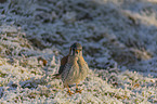 standing American Kestrel
