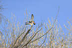American kestrel