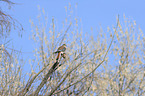 American kestrel
