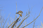 American kestrel