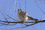 American kestrel