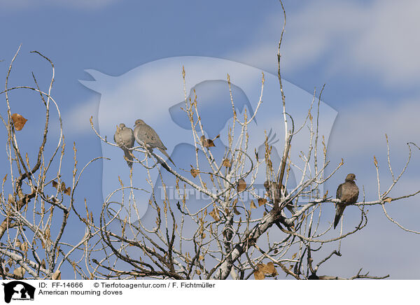 American mourning doves / FF-14666