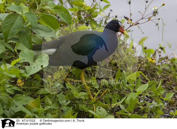 American purple gallinules / AT-01522