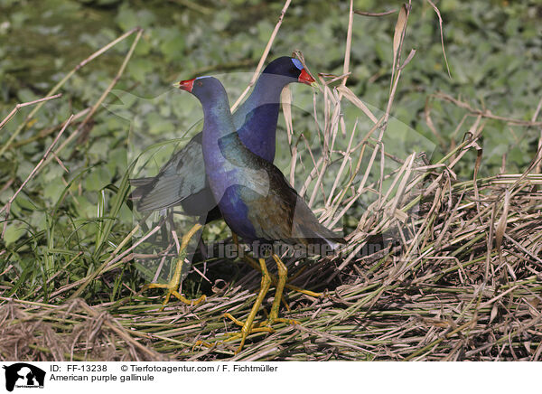 American purple gallinule / FF-13238