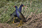 American purple gallinule
