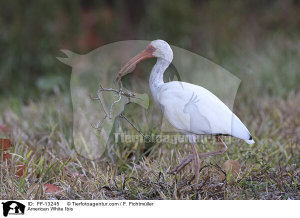 American White Ibis / FF-13245