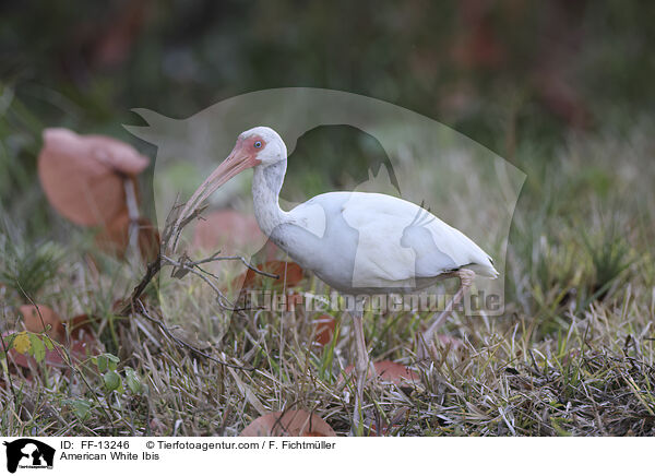American White Ibis / FF-13246