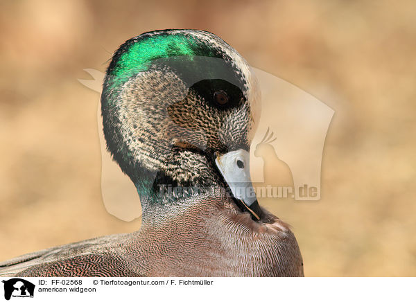 Nordamerikanische Pfeifente / american widgeon / FF-02568